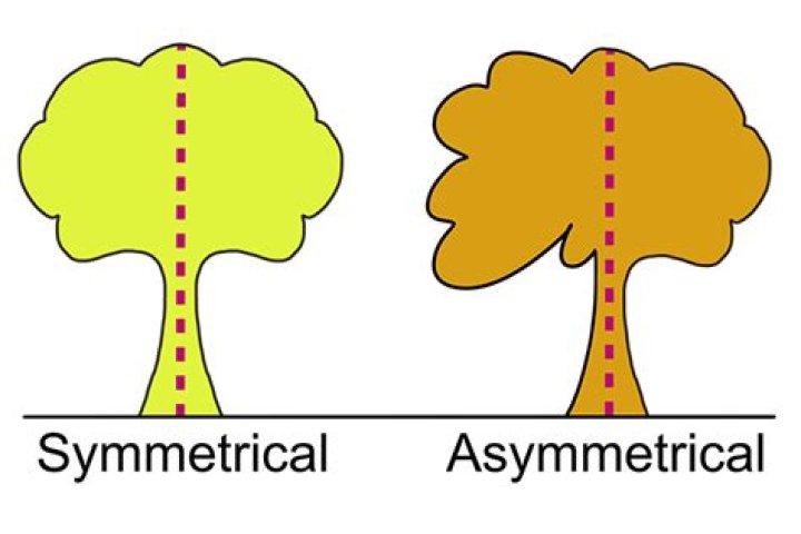 Are all living things symmetrical?