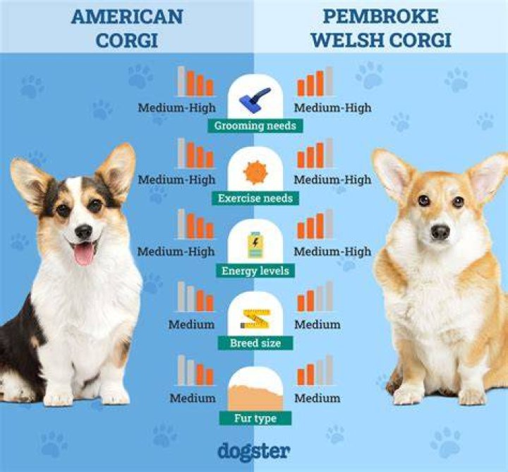 Are Corgis aloof?