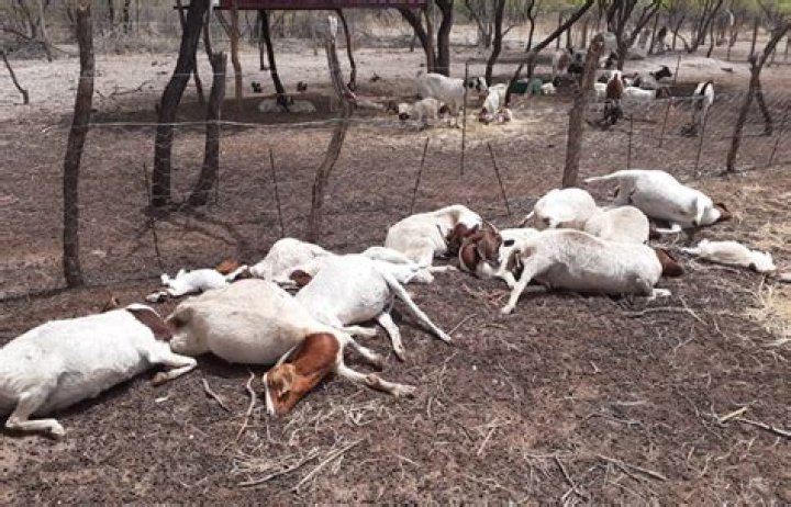 Are goats killed for leather?