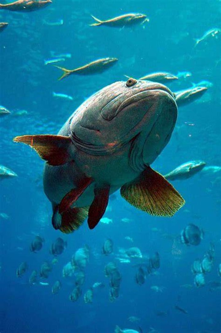 Are grouper and bass related?
