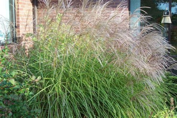 Are Miscanthus invasive?