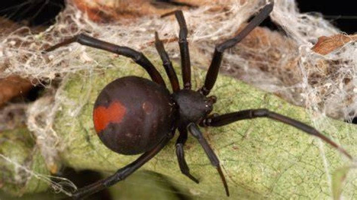 Are there poisonous spiders in Tasmania?