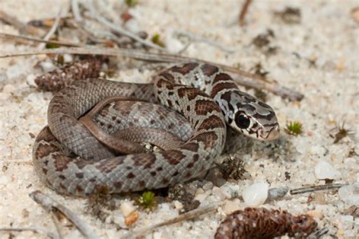 Are there snakes in Bradenton Florida?