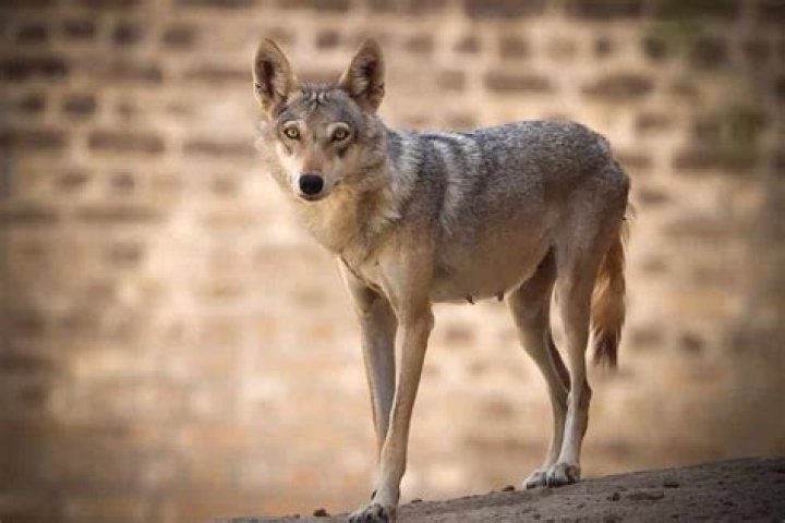 Are there wolves in Pakistan?