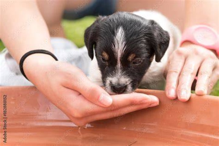 At what age can puppies start drinking water?