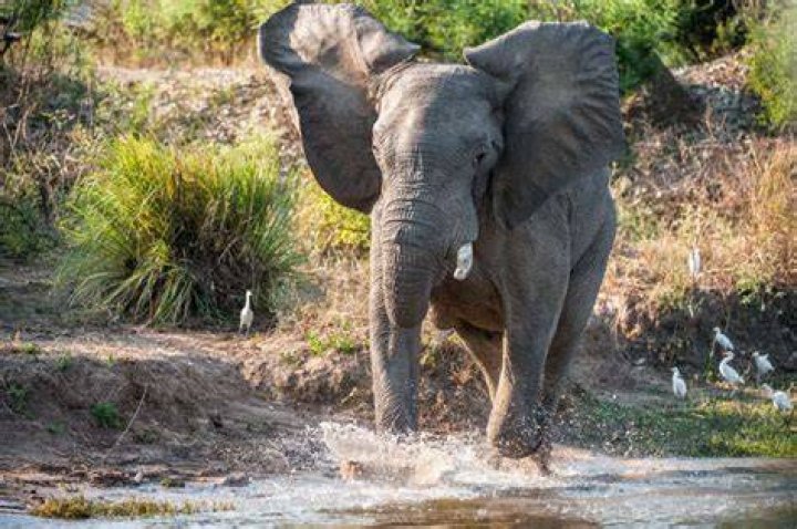 Can a human outrun a elephant?