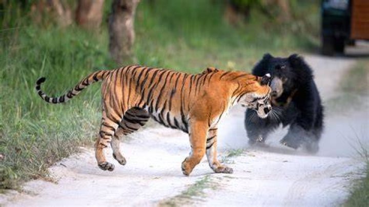 Can a tiger kill a cobra?