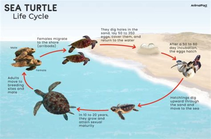 Can a turtle come back to life?