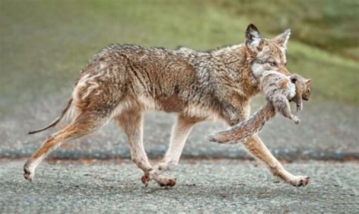 Can coyotes catch squirrels?