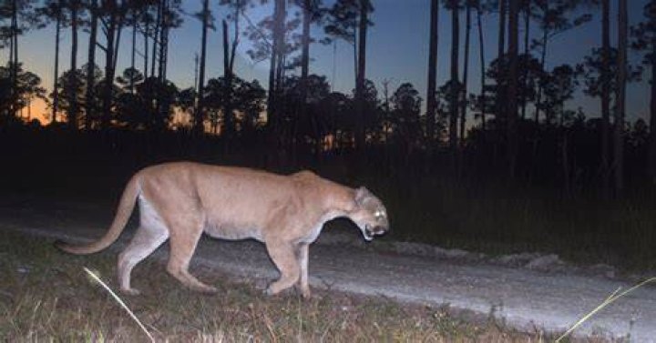 Can Florida Panthers be black?