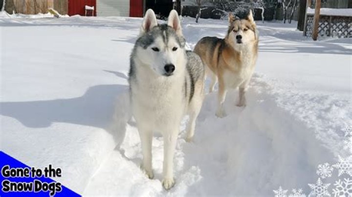 Can Huskies walk in the snow?