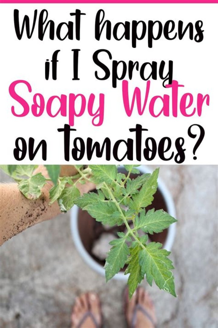 Can I spray soapy water on my tomato plants?