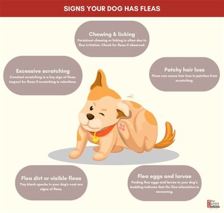 Can I use Dawn to wash my dog for fleas?