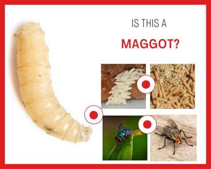 Can maggots live in your mouth?