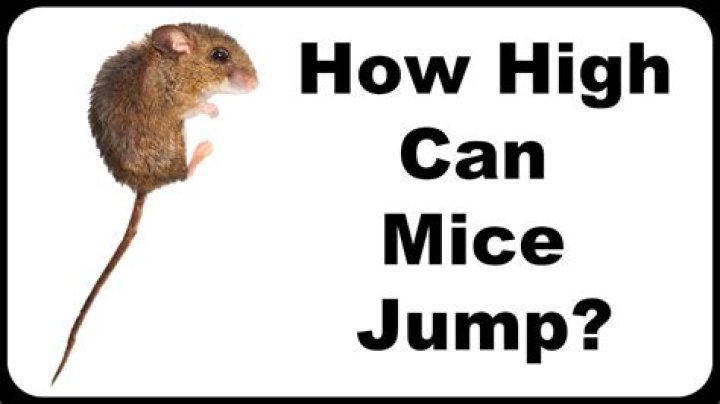 Can mice jump up?