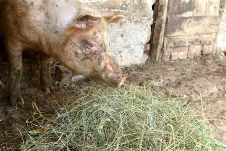 Can pigs eat hay?
