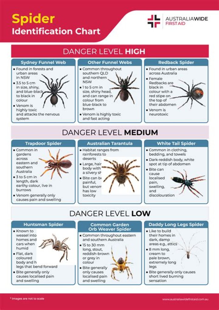 Can spiders see out of all 8 eyes?