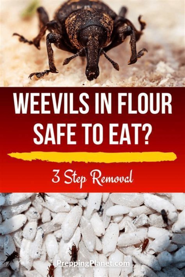 Can weevils eat through plastic containers?