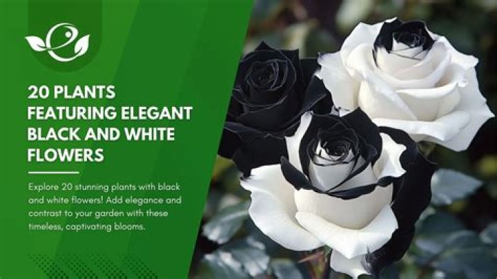Can white belt wear black gi?