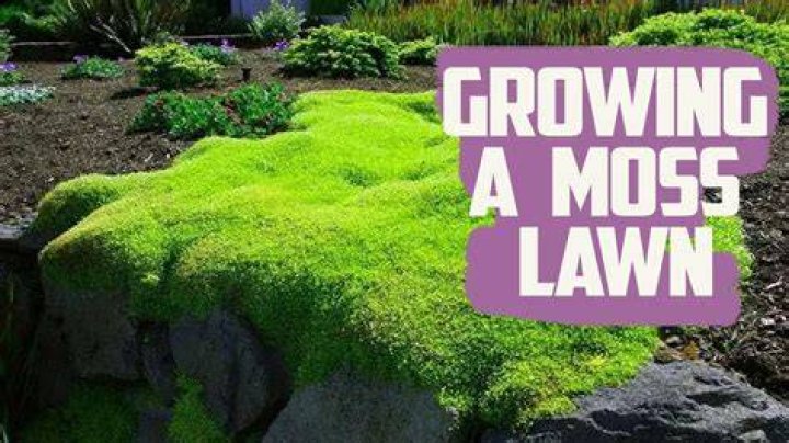 Can you apply moss killer and fertilizer at the same time?