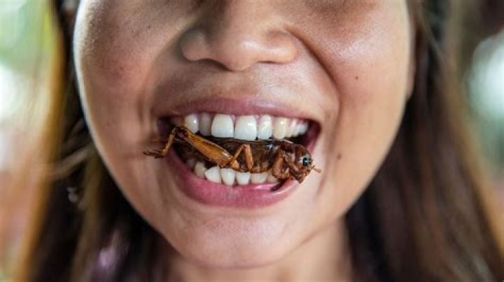 Can you eat cockroaches?