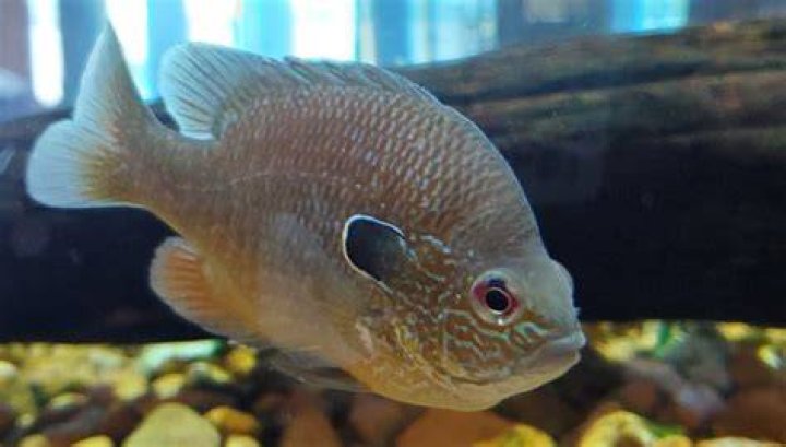 Can you keep sunfish in an aquarium?