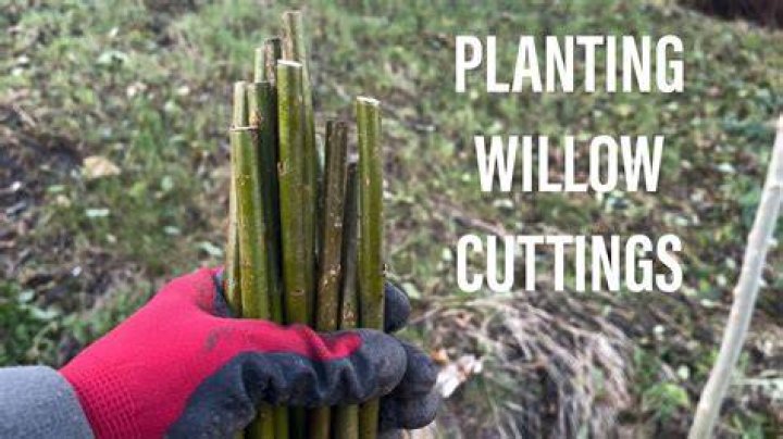 Can you plant willow cuttings?