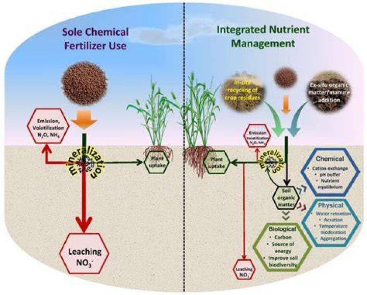 Can you put nitrogen on wet grass?