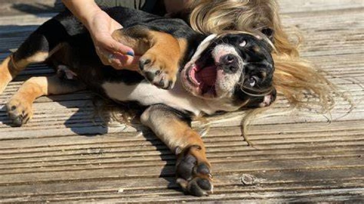 Can you tickle a dog?