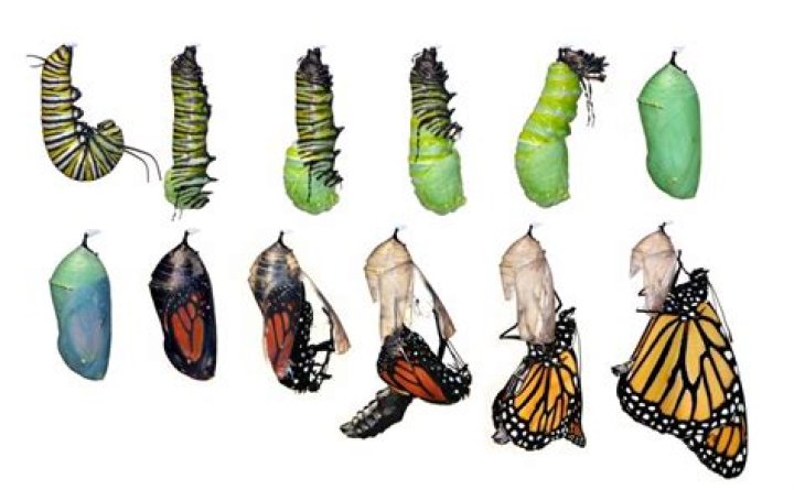 Do all caterpillars become butterflies?