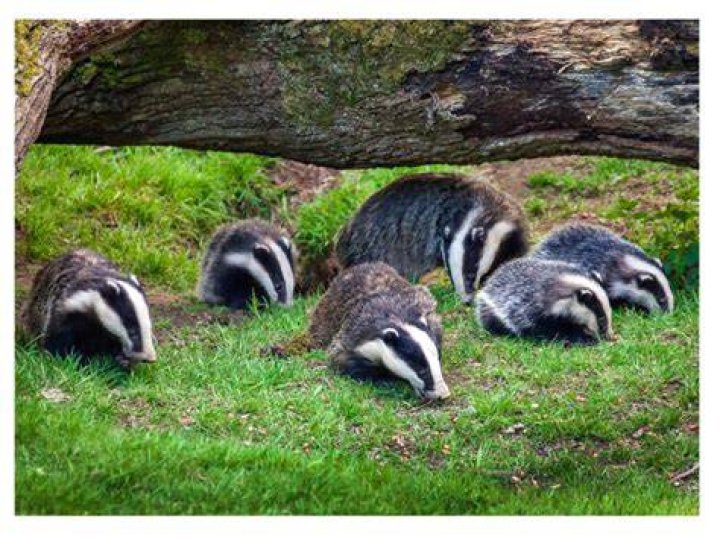 Do badgers eat rabbits?