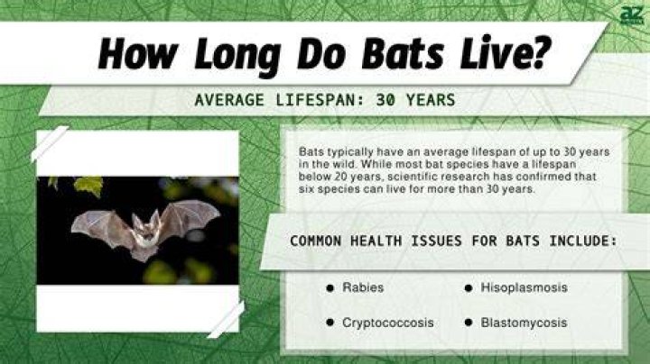 Do bats live in pairs?