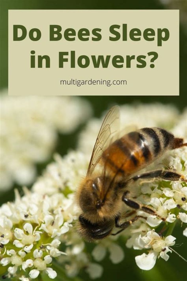 Do bees sleep on flowers overnight?