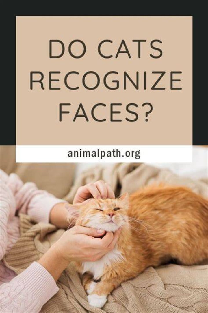 Do cats recognize faces?