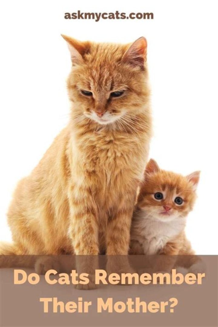 Do cats remember their mother?