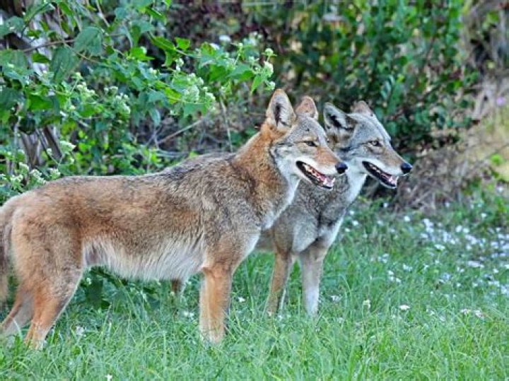 Do coyotes bark to lure dogs?