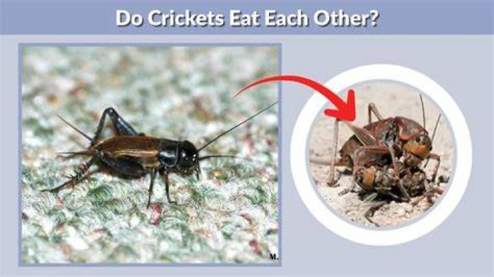 Do crickets eat each other?