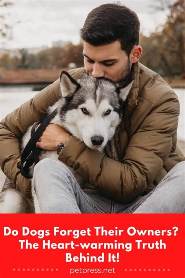 Do dogs forget their owners?