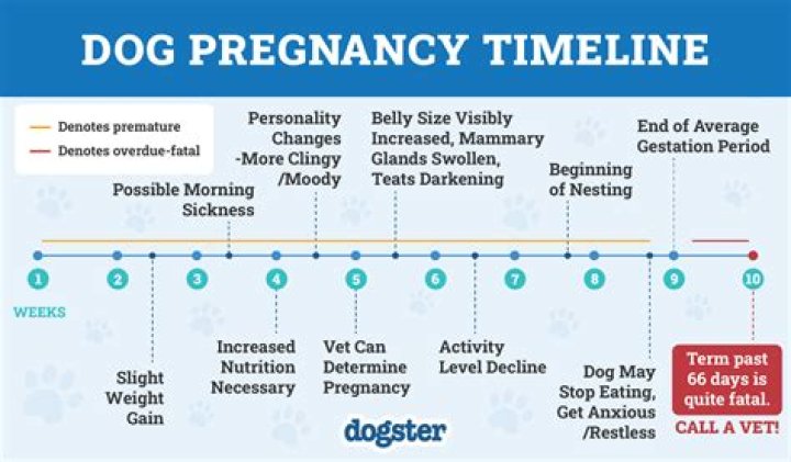 Do dogs get protective over pregnant owners?
