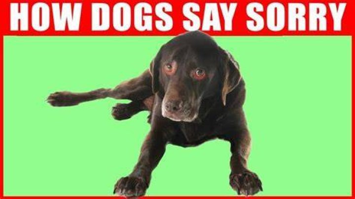 Do dogs say sorry?