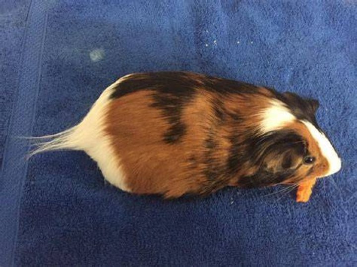 Do guinea pigs have tails?