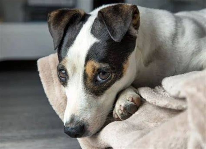 Do Jack Russells smell?