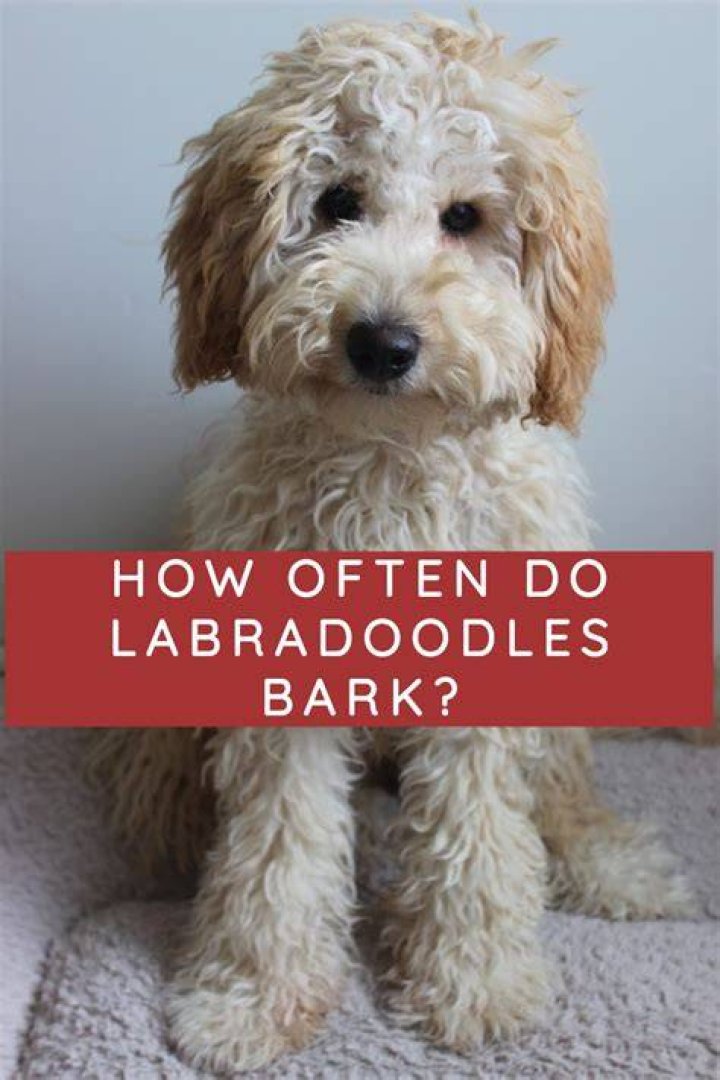 Do Labradoodles bark excessively?