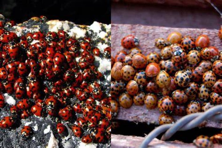 Do ladybugs carry STD?