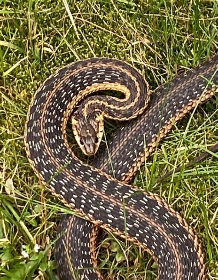Do milk snakes bask?