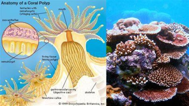 Do plankton live in coral reefs?