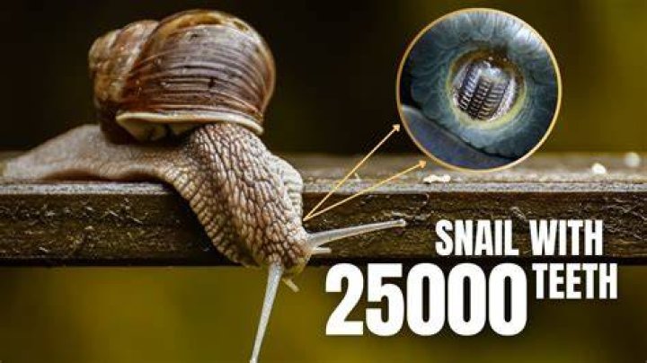 Do snails have 10000 teeth?
