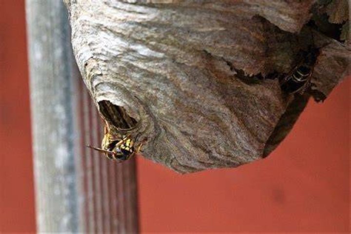 Do wasps hibernate in houses?