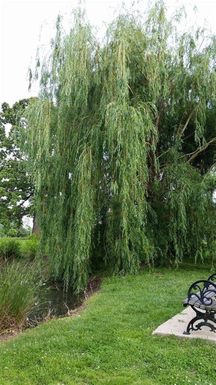 Do willow trees attract birds?