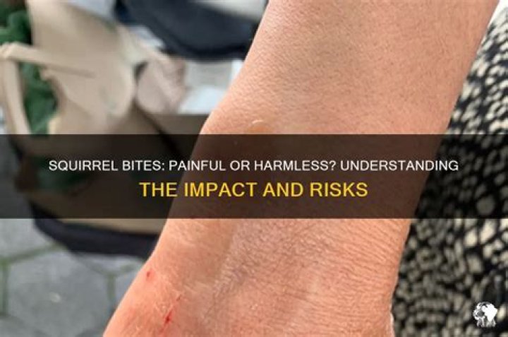 Does a squirrel bite hurt?